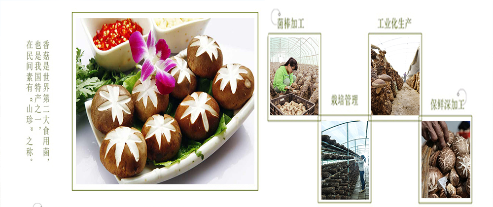 随州香菇学院欢迎您！